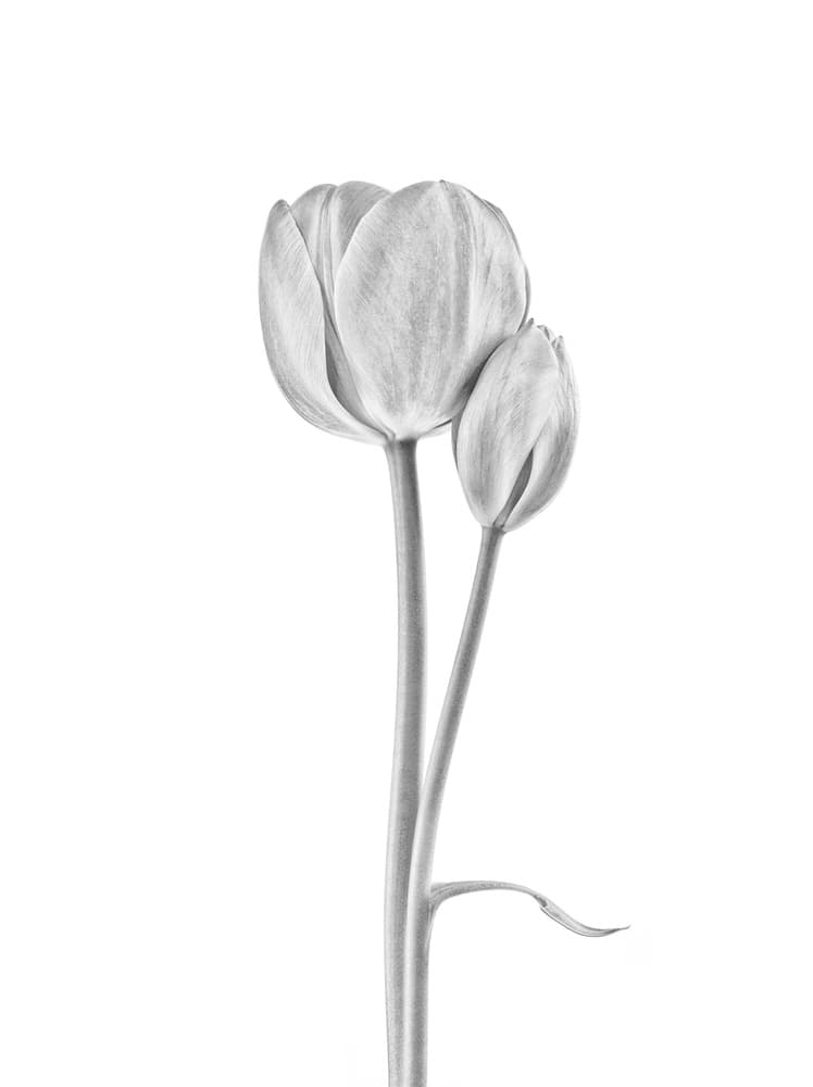 Elegant Tulip Pair by Lotte Grønkjær — canvas wall art