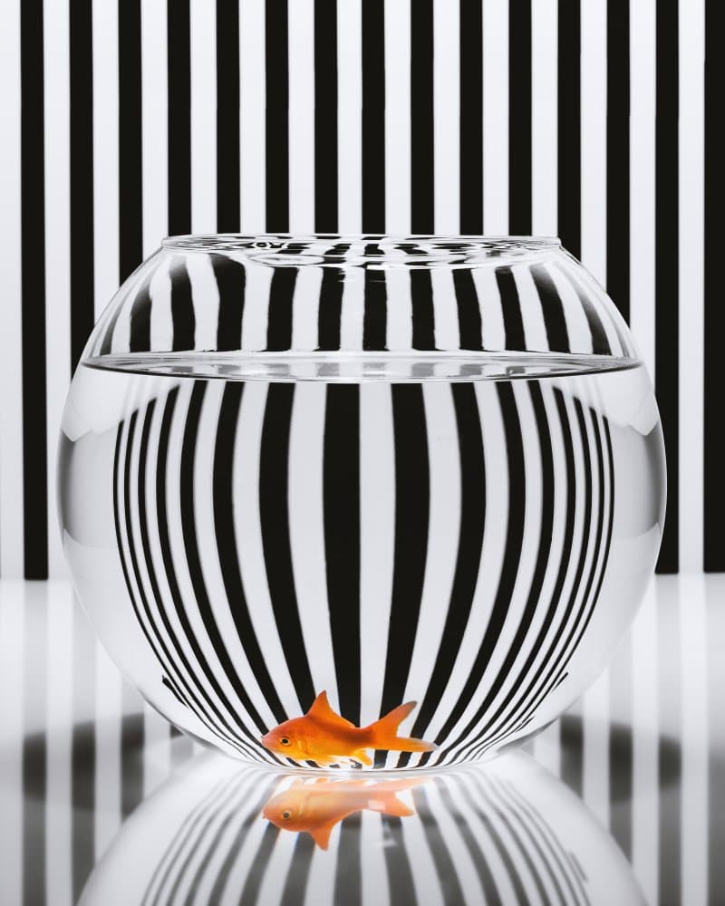 Goldfish Optical Illusion by Sergio Rapagnà — canvas wall art