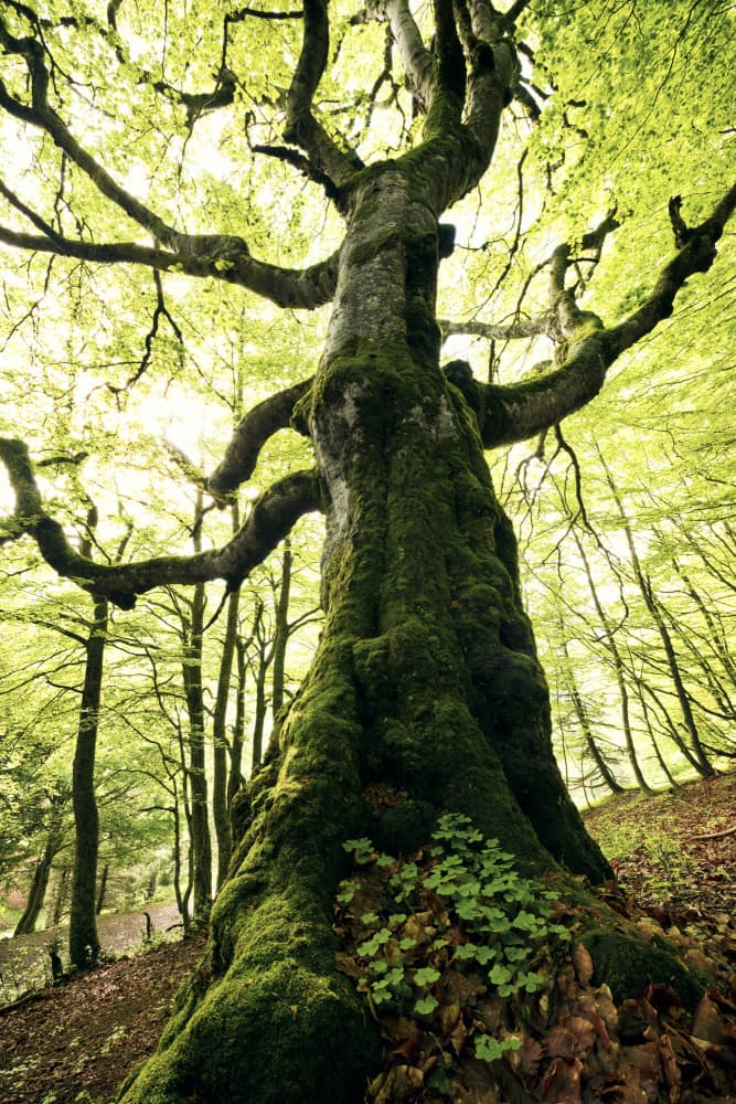 Ent by Stefan Hefele — canvas wall art
