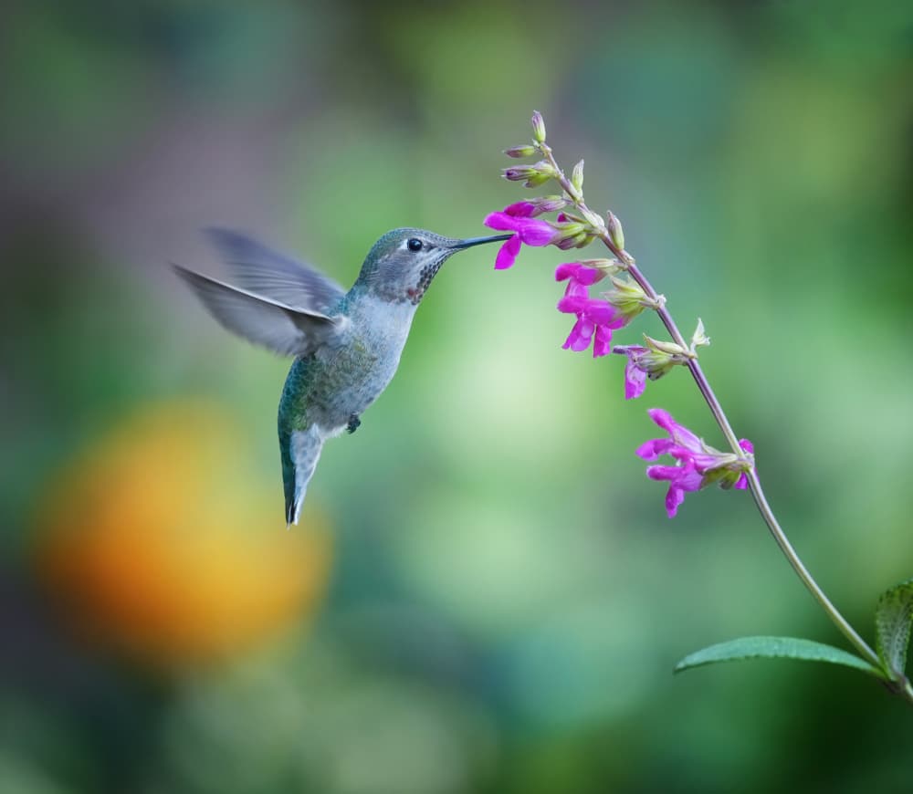Vibrant Hummingbird Flower by Xiaojian Huang — canvas wall art