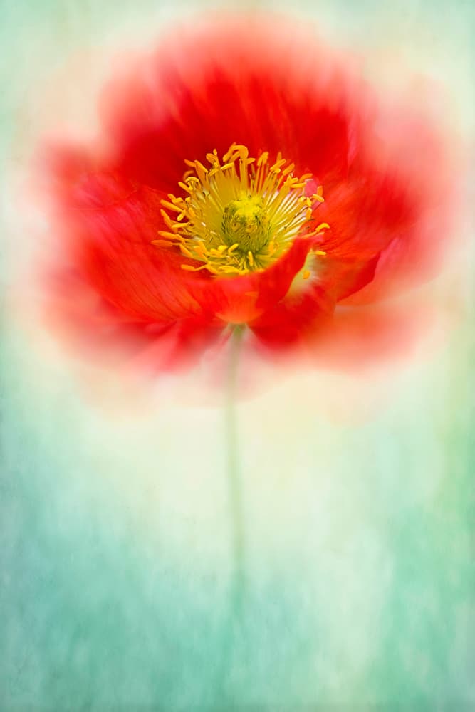 Dreamy Poppy Bloom by Jacky Parker — canvas wall art