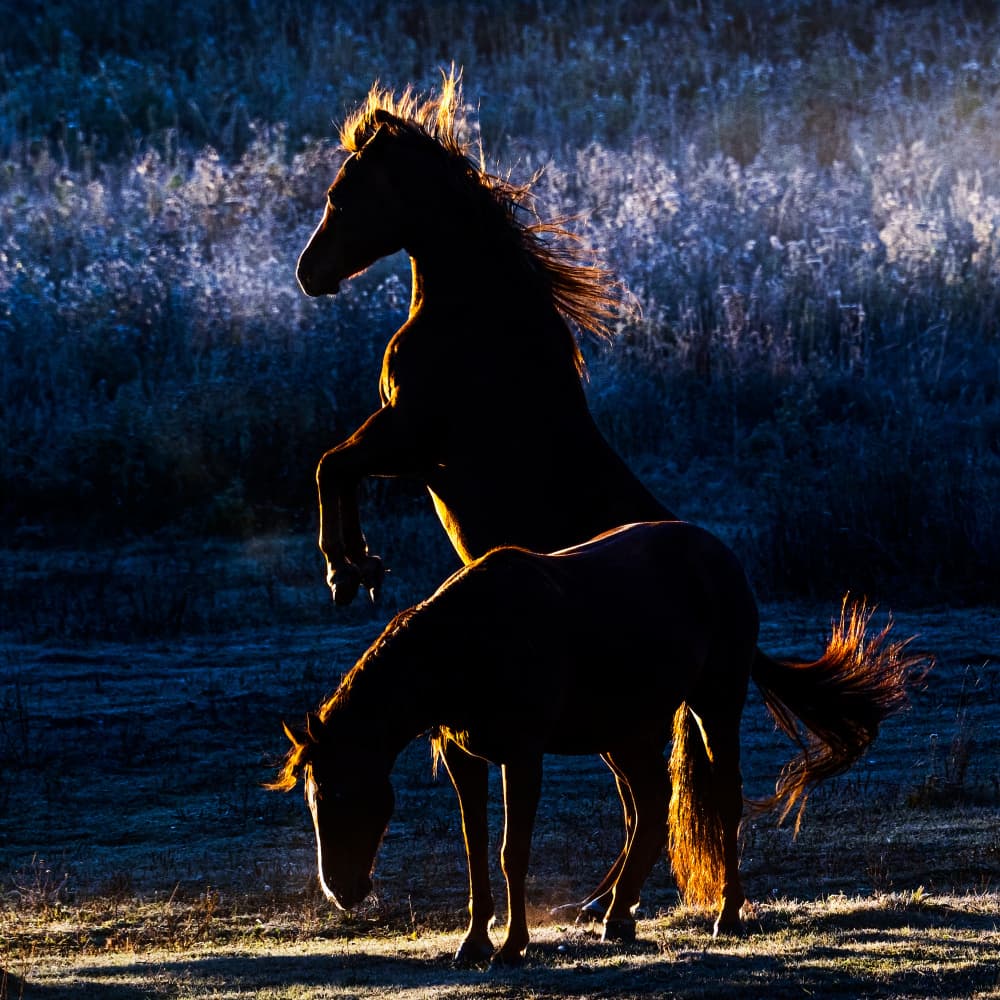 Horses by Chuanxu Ren — canvas wall art