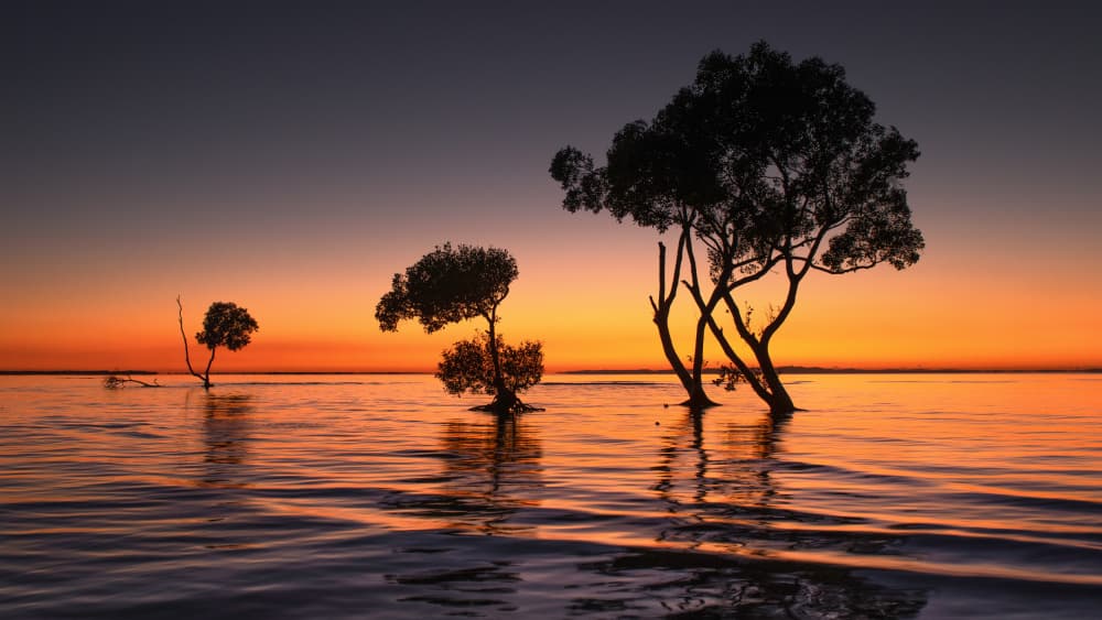 Sunset Tree Reflections by Emanuel Papamanolis — canvas wall art