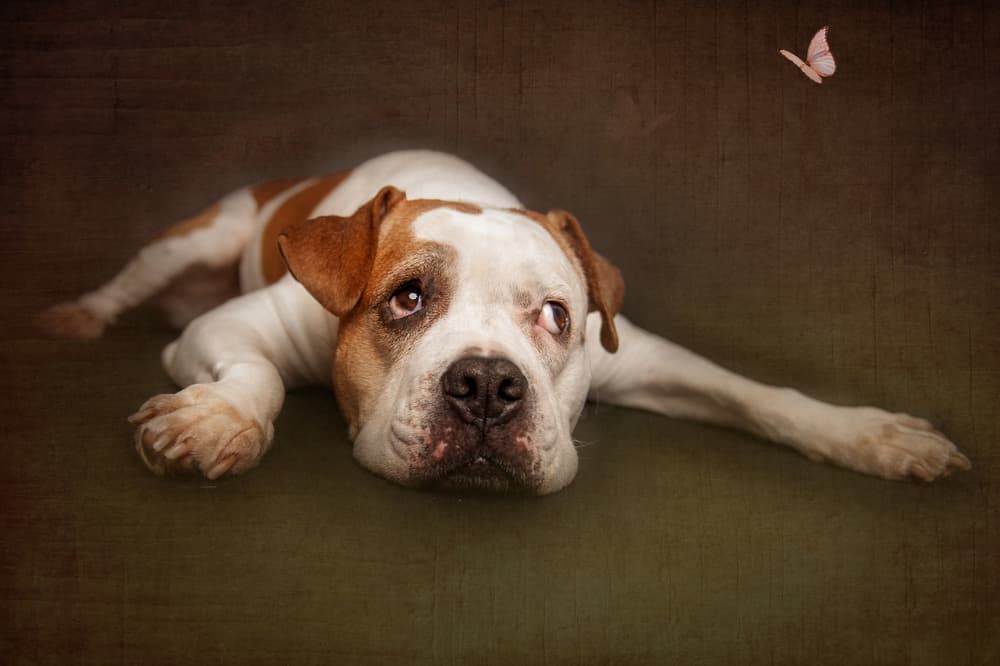 Curious Dog and Butterfly by Heike Willers — canvas wall art