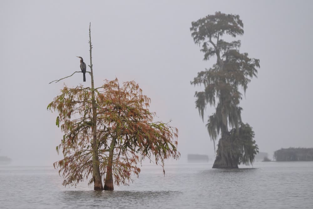 Misty Cypress Swamp by Luigi Ruoppolo — canvas wall art