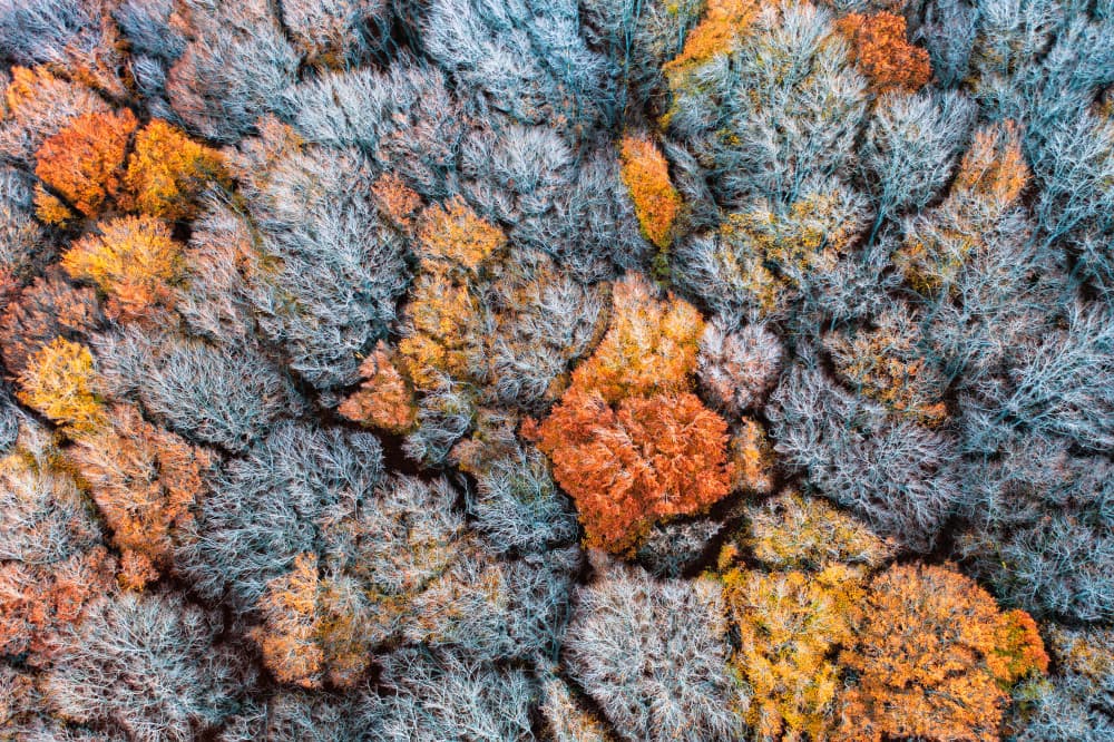 Contrasting Autumn Forest by Luigi Ruoppolo — canvas wall art