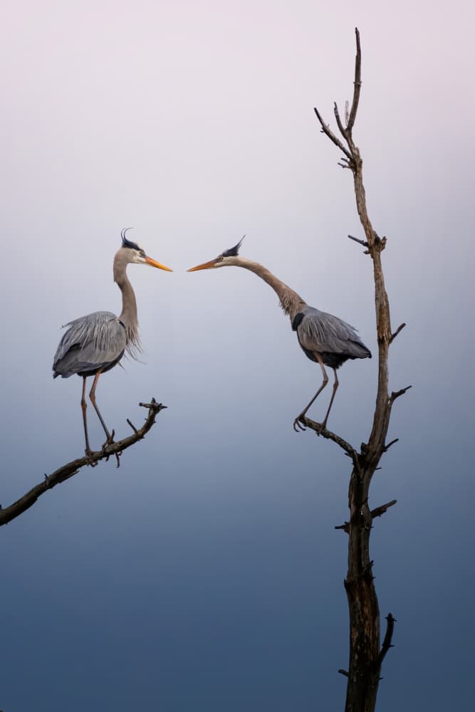 Great Blue Heron Pair by Ti Wang — canvas wall art