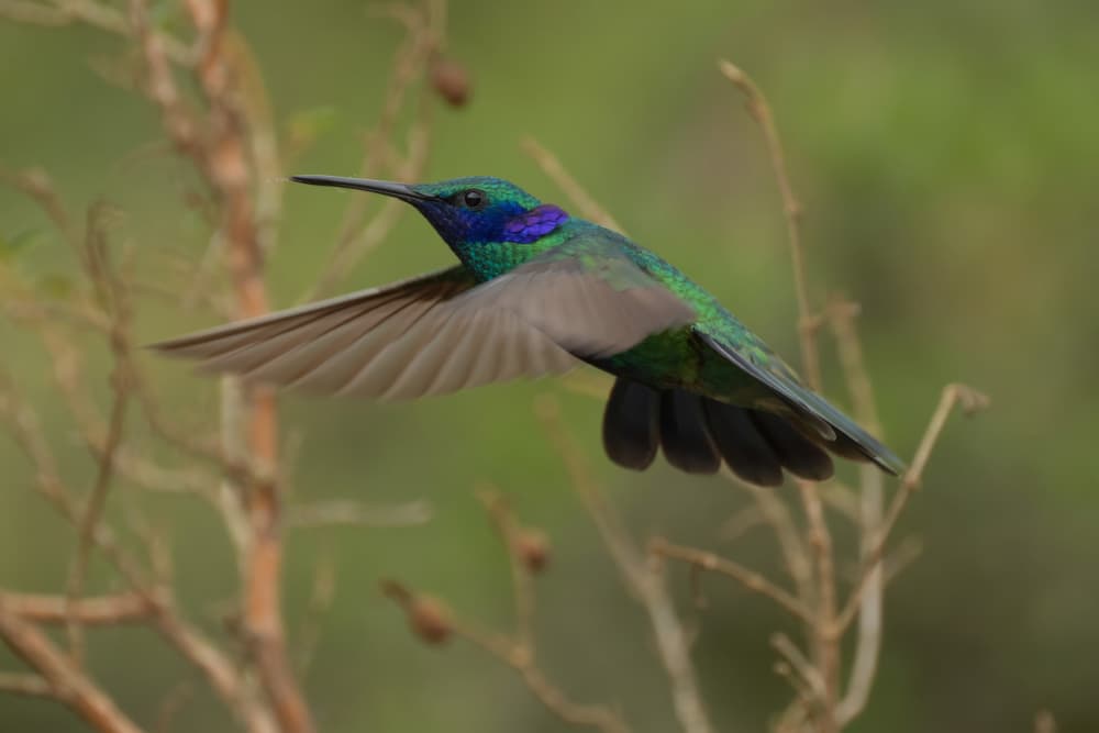 Emerald Hummingbird in Flight by Tony Yu — canvas wall art