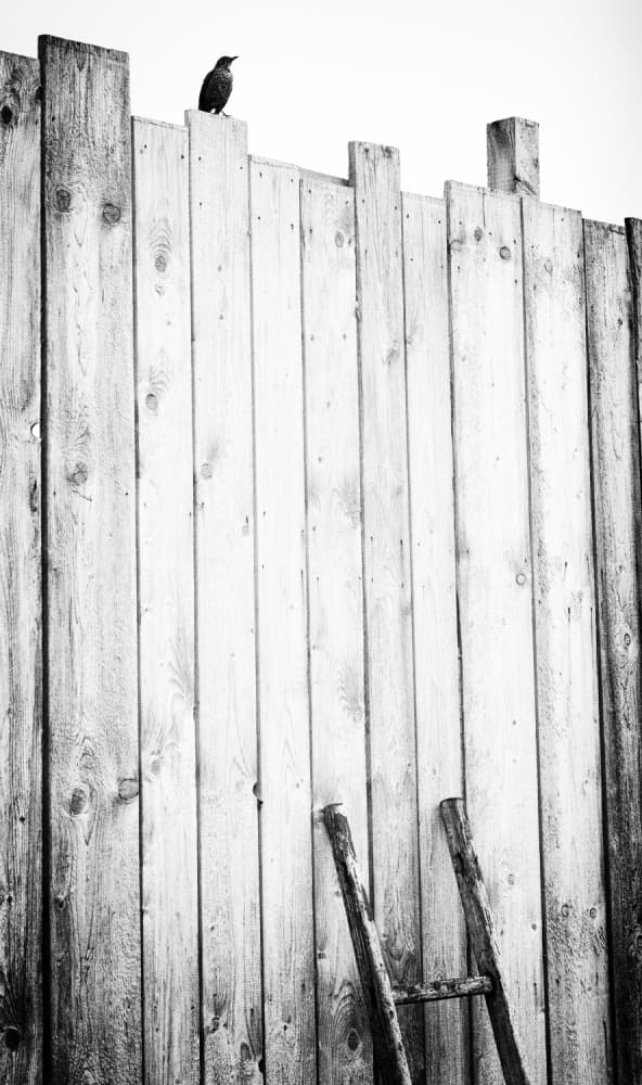 Lone Bird Fence by Jürgen Hartlieb — canvas wall art