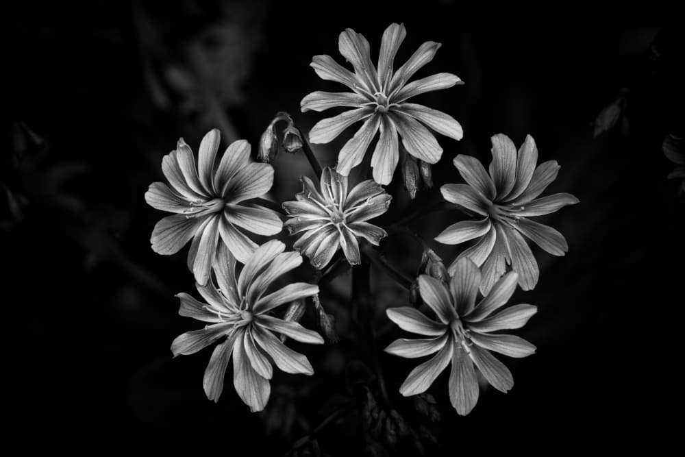 Elegant Black White Flowers by Fred Louwen — canvas wall art