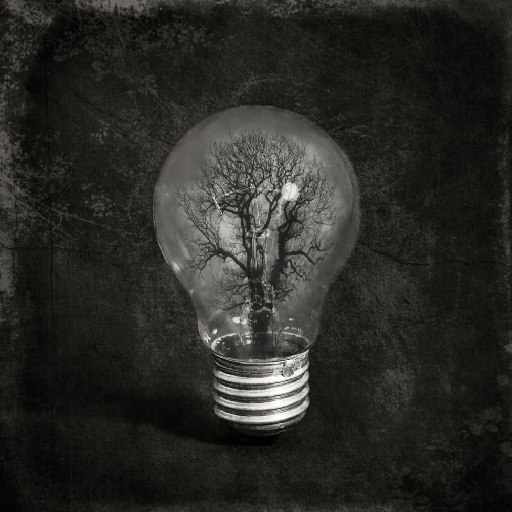 Nature's Bright Idea by Igor Genovesi — canvas wall art