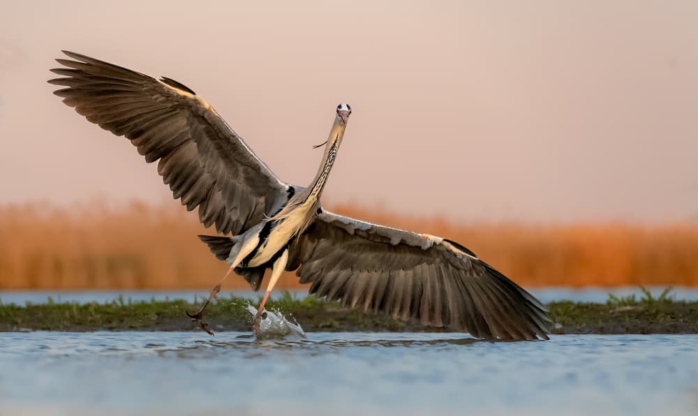 Graceful Heron Landing by Jie Fischer — canvas wall art