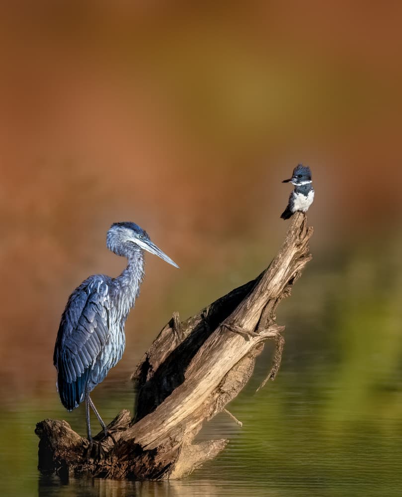 Heron and Kingfisher Perched by Songhu Yan — canvas wall art
