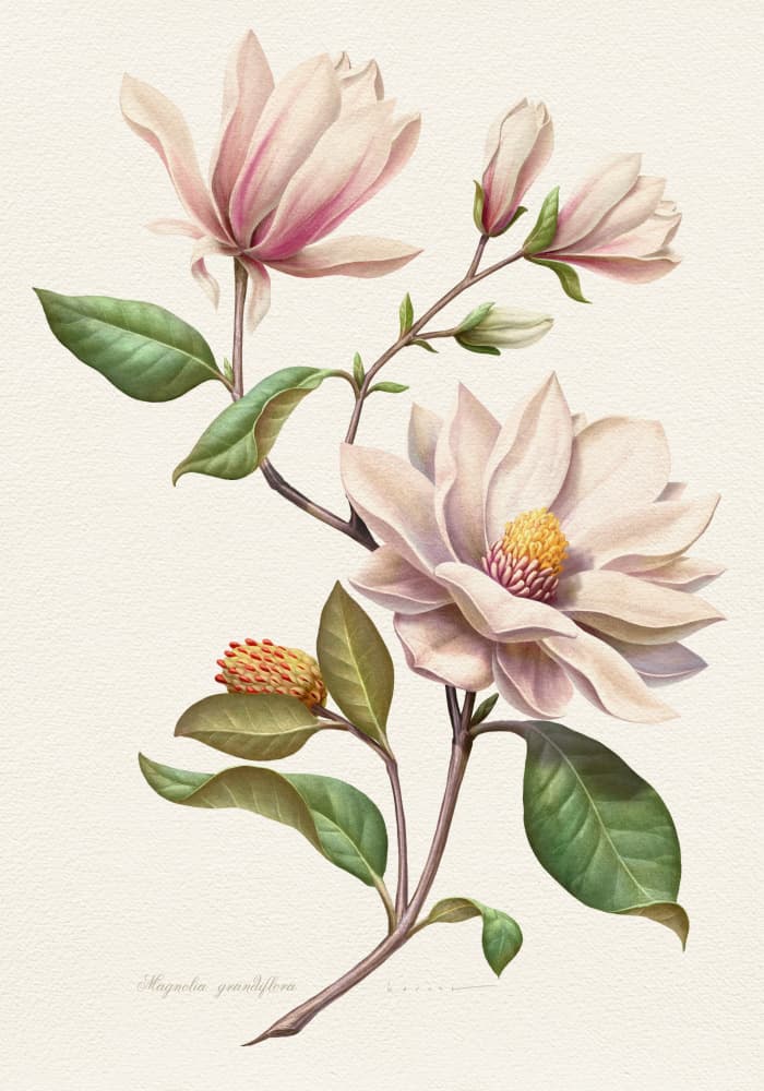 Blushing Magnolia Blooms by Juan Hernaz — canvas wall art
