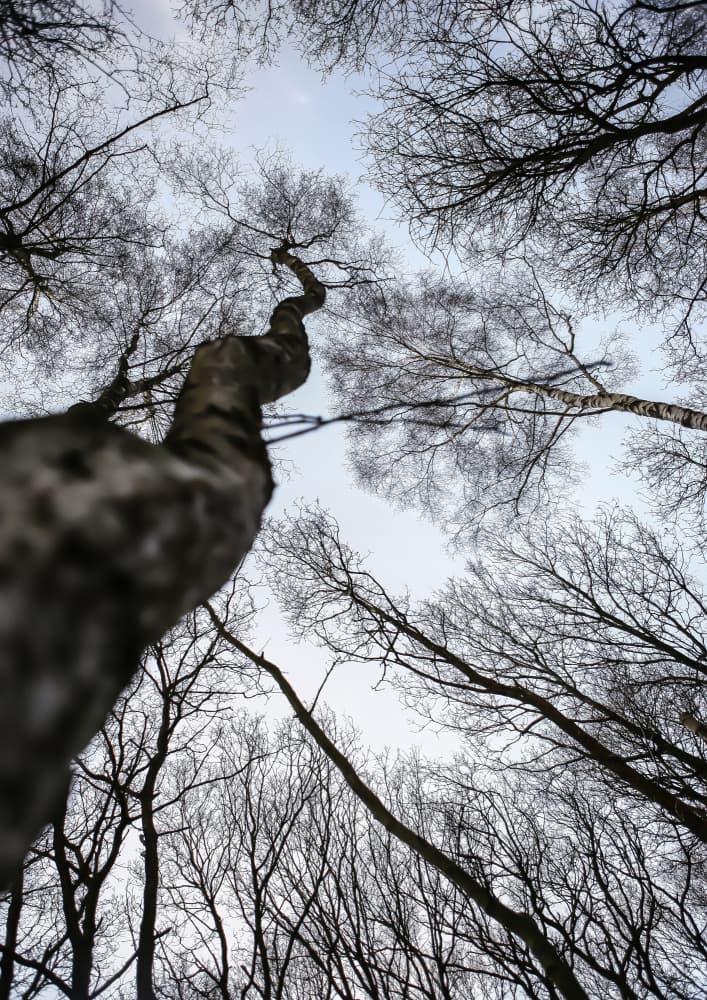 Skyward Trees Twist by Shot by Clint — canvas wall art