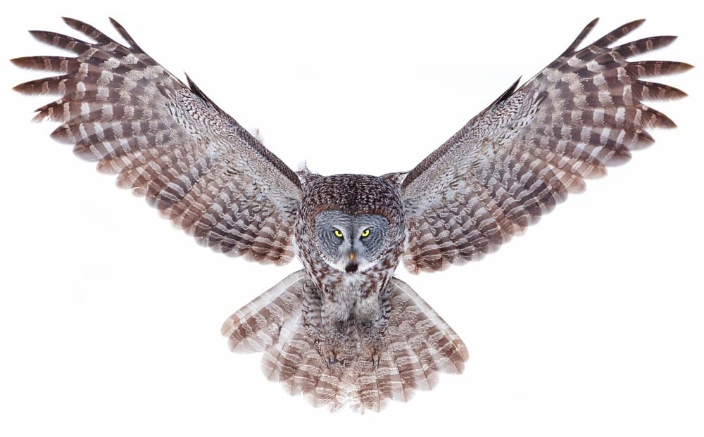 Majestic Owl In Flight by Jim Cumming — canvas wall art