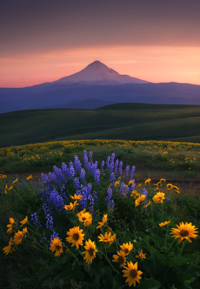 Wildflowers and Mountain Glow by Abdulkhalek Bakir — canvas wall art