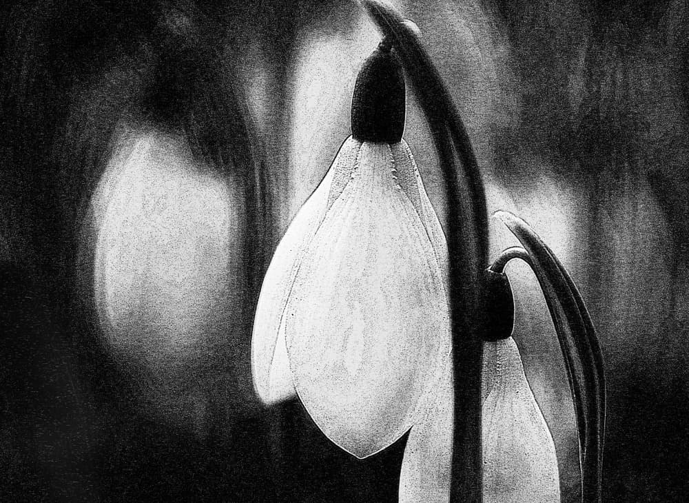 Delicate Winter Snowdrops by Ylva Sjögren — canvas wall art