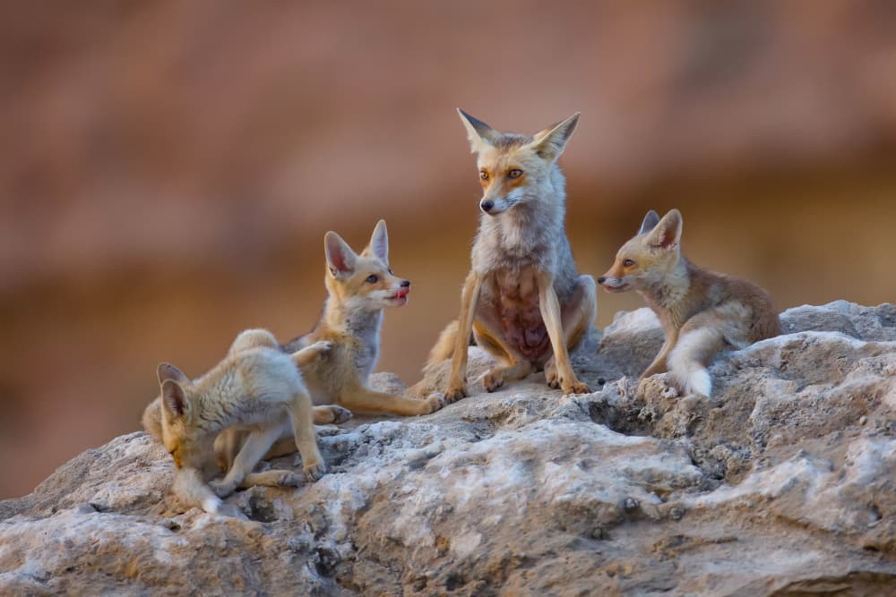 Fennec Fox Family by David Manusevich — canvas wall art