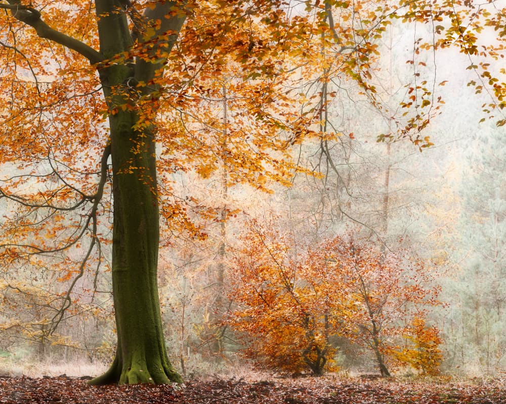 Misty Autumn Forest by brigitte van krimpen — canvas wall art