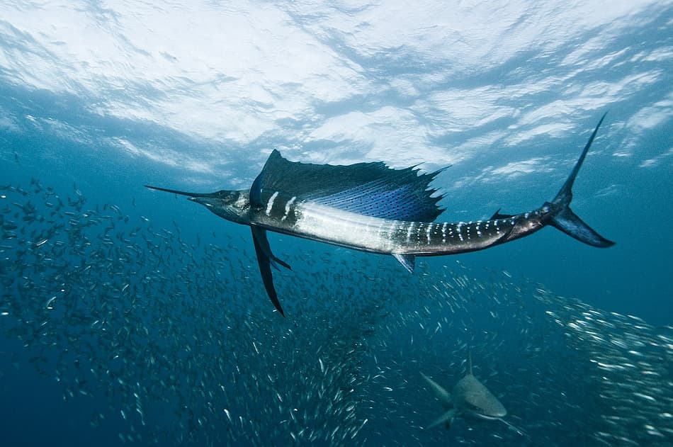 Sailfish and Shark Pursuit by Alexander Safonov — canvas wall art