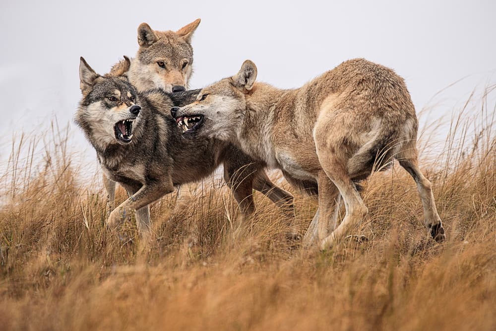 Dynamic Wolf Pack by Libby Zhang — canvas wall art