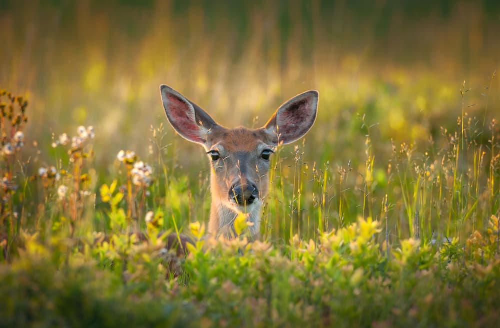 Shy Meadow Deer by Nick Kalathas — canvas wall art