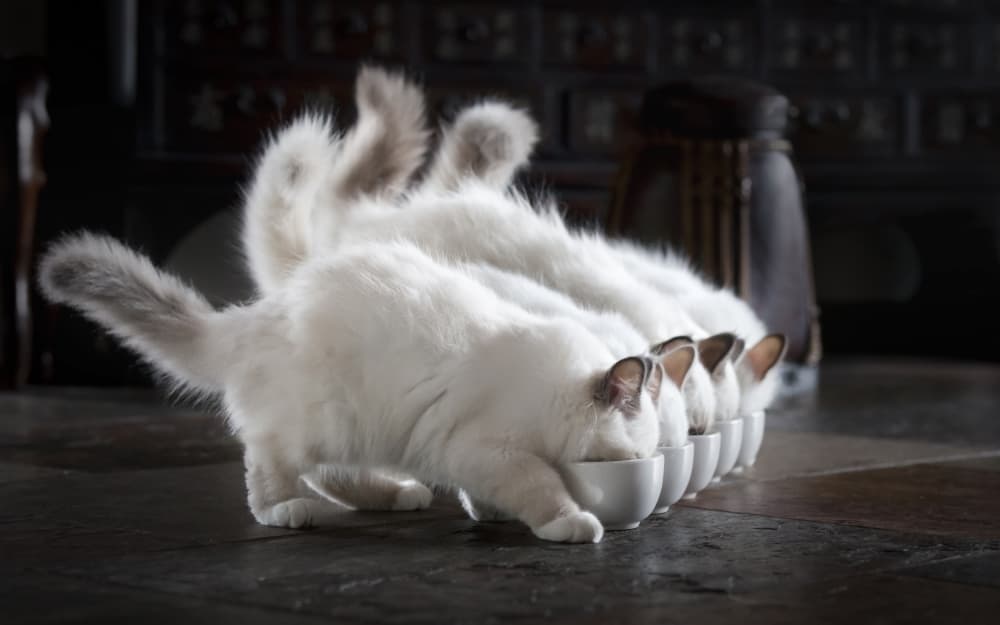 Five Fluffy Kittens Drinking by Timo Lehto (timo.photo) — canvas wall art