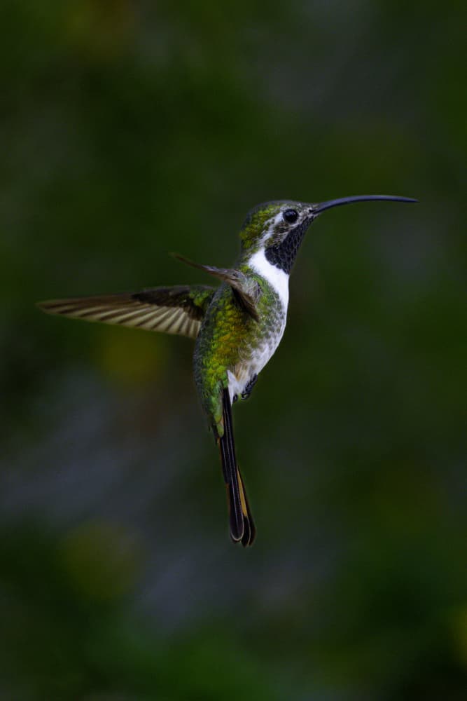 Green Hummingbird Flight by anapaulaa88 — canvas wall art