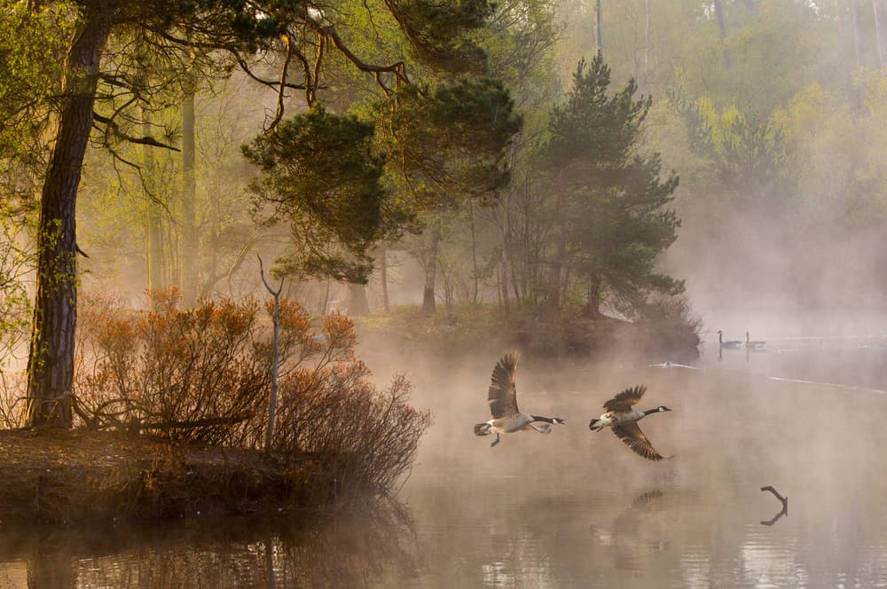 Misty Morning Geese Flying by Anton van Dongen — canvas wall art