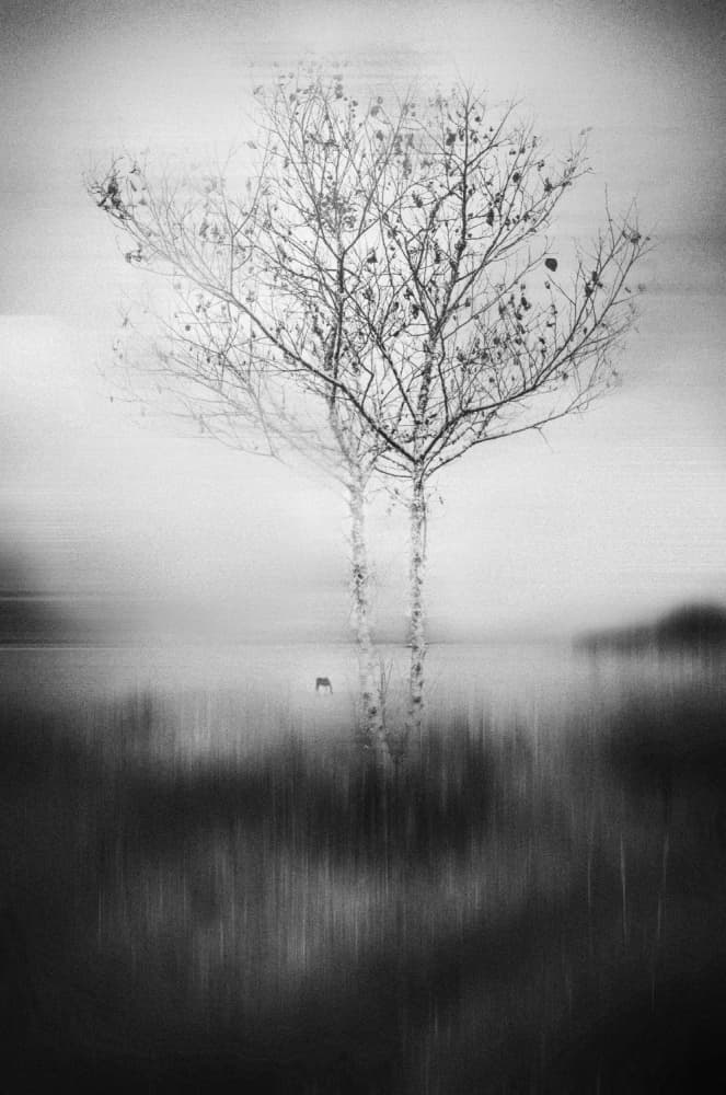 Misty Birch Reflection by Lisandro PEREZ — canvas wall art