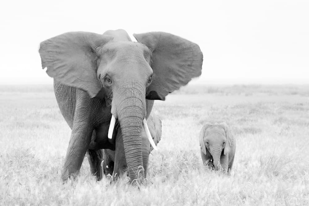 Wild Elephant and Calf by John Fan — canvas wall art