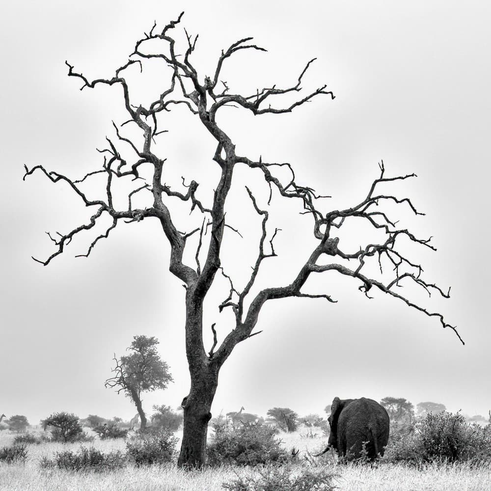 Misty Savannah Elephant by alberti Patrick — canvas wall art