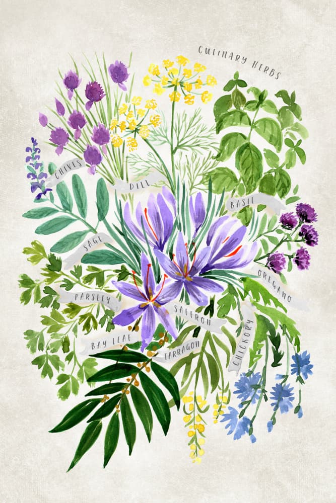 Watercolor Culinary Herbs by Rosana Laiz Blursbyai — canvas wall art