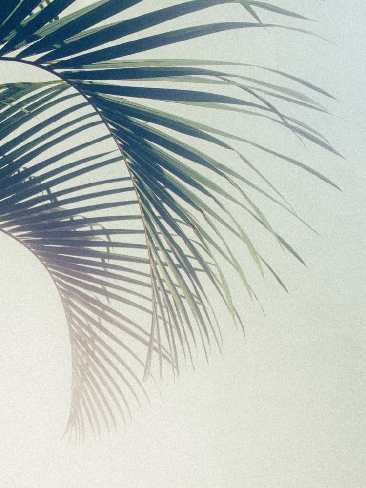 Tropical Palm Shadow by Stephanie Klatt — canvas wall art