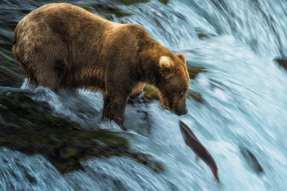 Grizzly Bear Fishing by Ken Liang — canvas wall art
