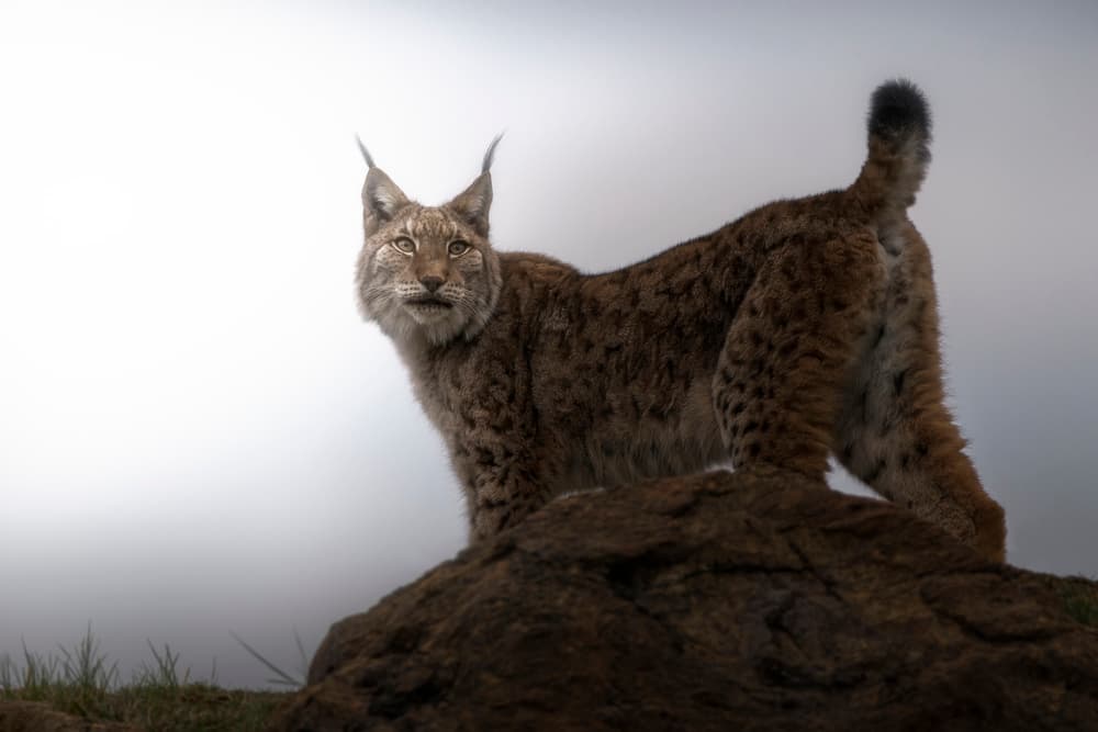 Watchful Wild Lynx by Sergio Saavedra Ruiz — canvas wall art