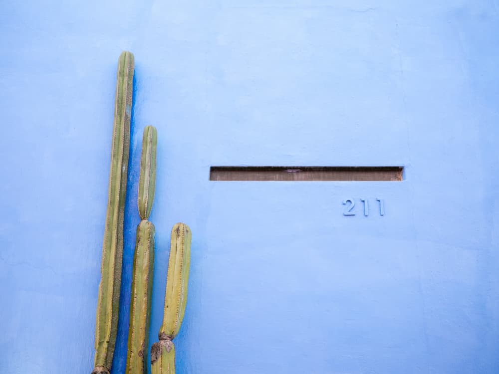 Tall Cacti on Blue | Oaxaca Mexico Travel by Raisa Zwart — canvas wall art