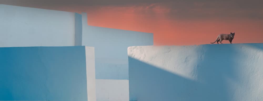 Dramatic Rooftop Cat by Erik Engström — canvas wall art