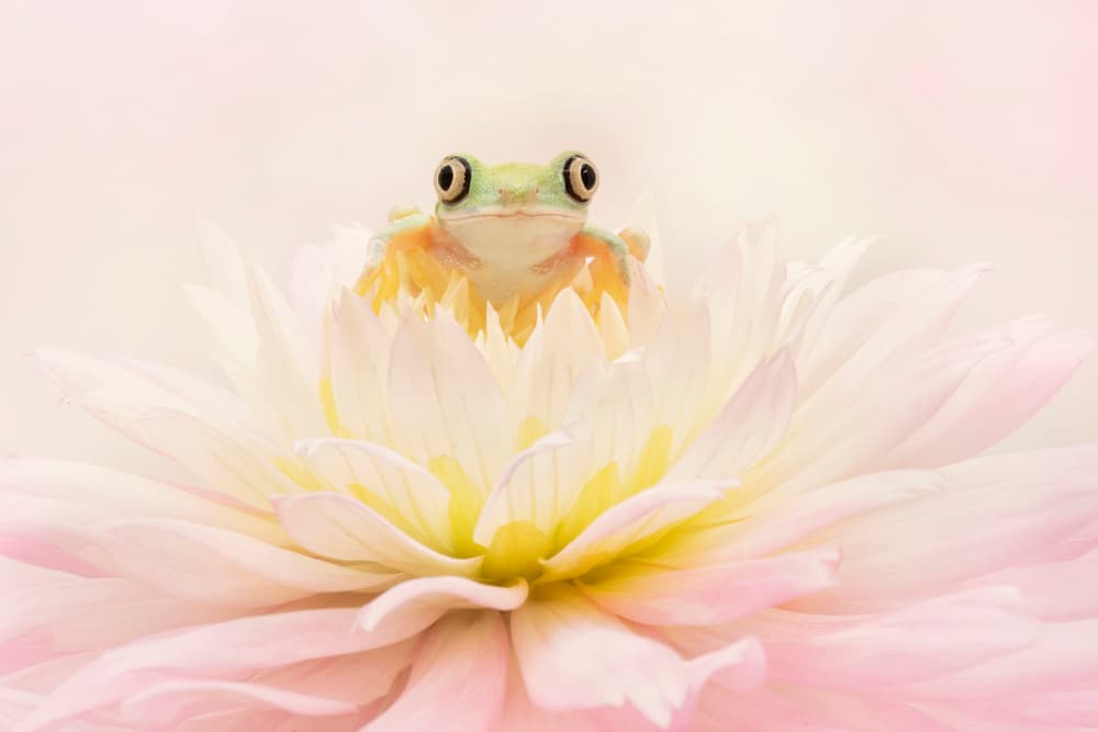 Sweet Frog On Dahlia by Linda D Lester — canvas wall art