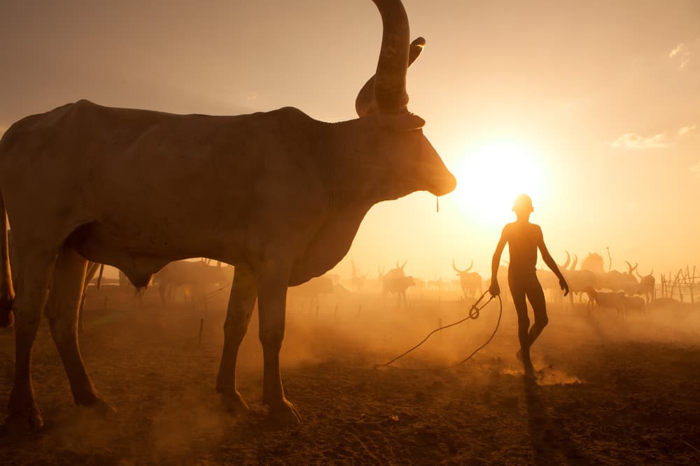African Golden Hour Cattle by Hesham Alhumaid — canvas wall art