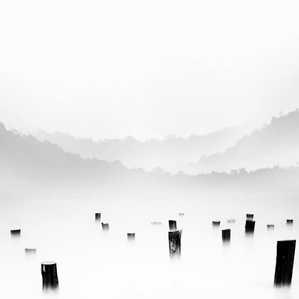 Misty Stumps Landscape by bonifasius wahyu adi f — canvas wall art
