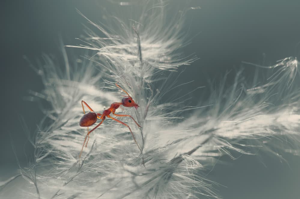 Red Ant on Feather Plant by Rooswandy Juniawan — canvas wall art