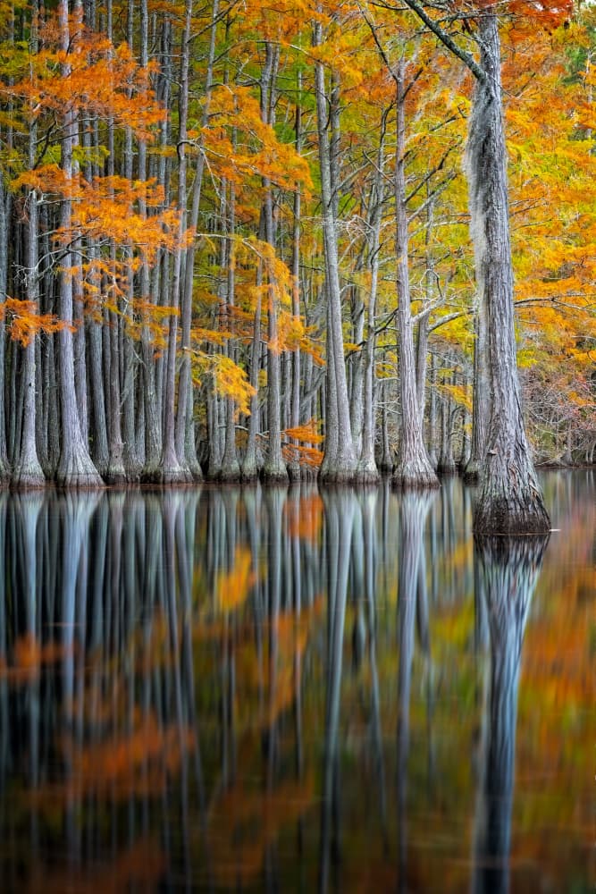 Autumn Cypress Reflections by Benton Murphy — canvas wall art