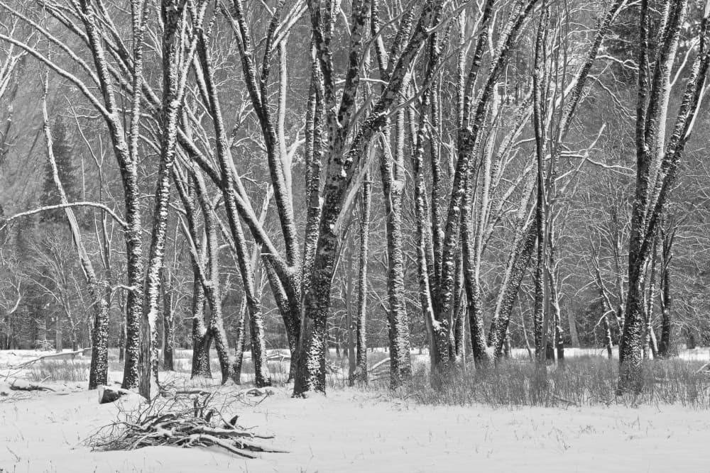 Monochrome Winter Forest by Rong Shu — canvas wall art