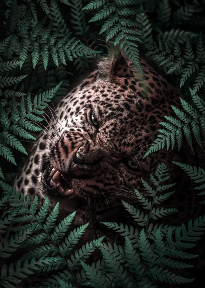 Fierce Jungle Leopard by Ariz Rab — canvas wall art