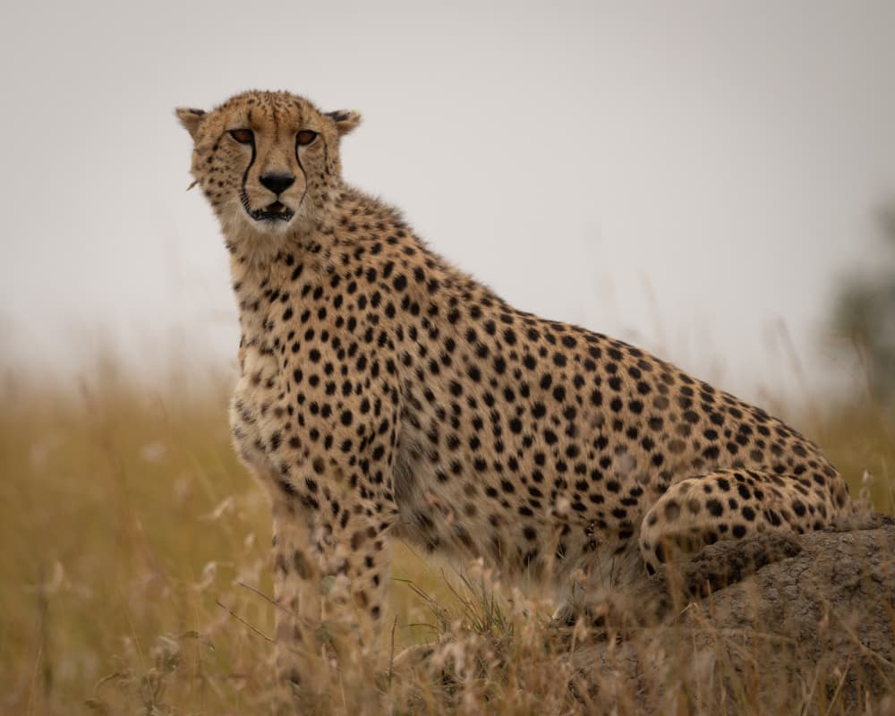 Watchful Cheetah by Shobhit Chawla — canvas wall art