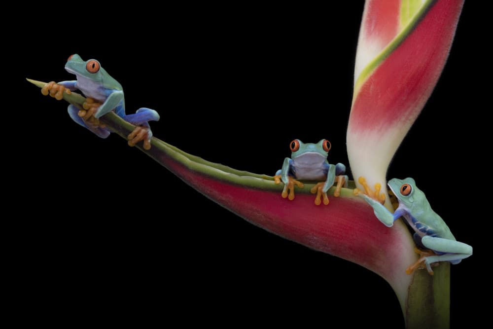 Tropical Frog Trio by Louise Wolbers — canvas wall art