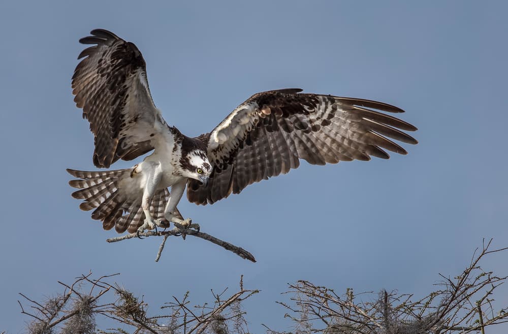 Osprey Landing Branch by Greg Barsh — canvas wall art