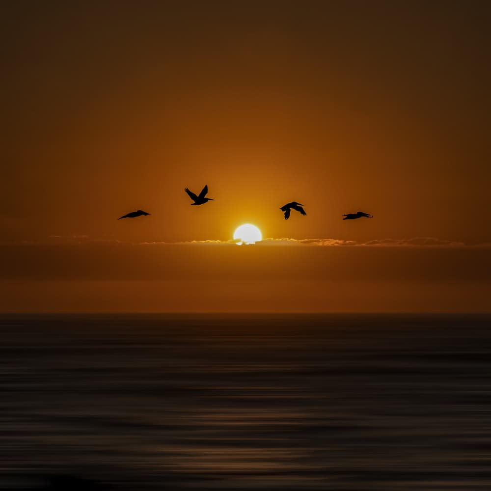 Birds Soaring Ocean Sunset by Michel Romaggi — canvas wall art
